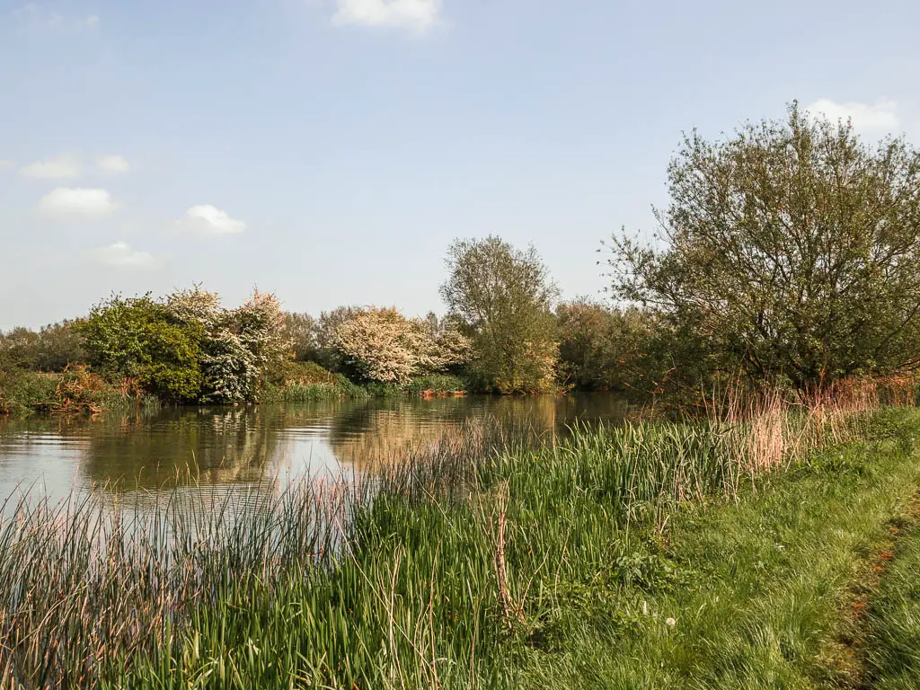 Looking over the tall grass to the river and reflections from the trees on the other side.