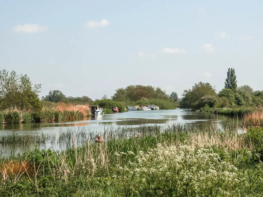 Looking over the tall grass and white flowers to the river, and some boast moored to the side further ahead on the left.