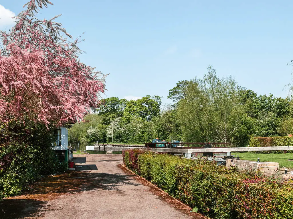 A wide path leading ahead, with small hedges on the right and pink cherry blossom tree on the left.