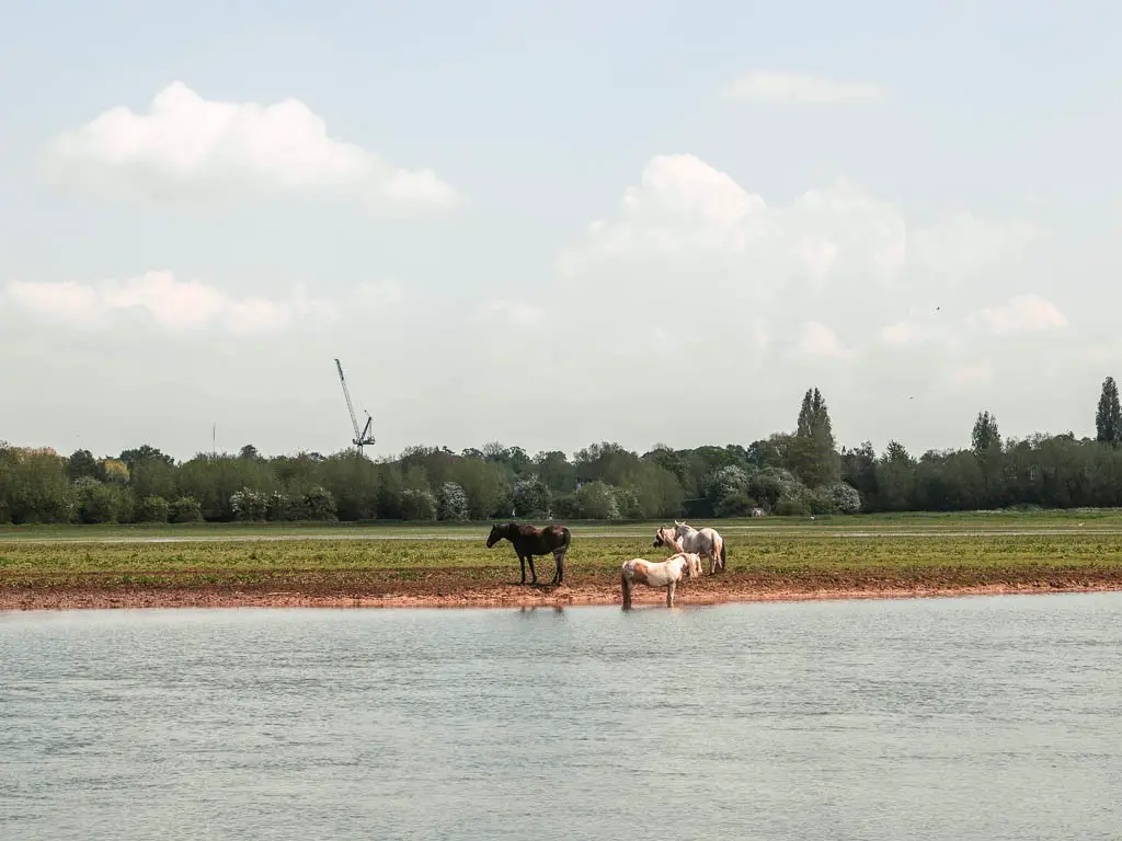 Looking straight across the river two one black horse and three white hoses on the green grass on the other side, near the end of the walk between Newbridge and Oxford.