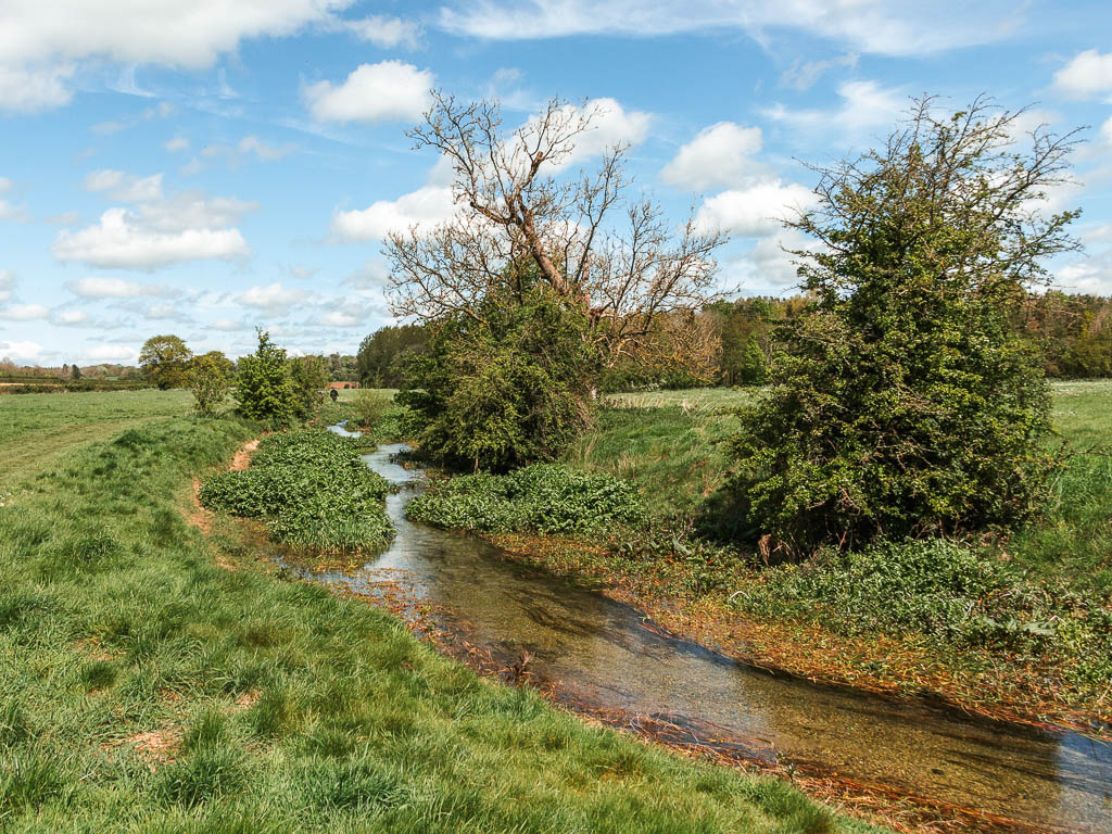 A gentle clear stream of water meandering through the grass field . There are two bushy leafed trees on the other side.
