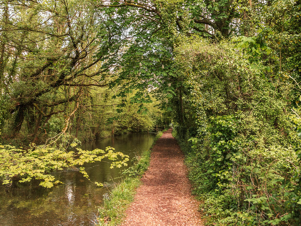 A narrow dirt trail with the river to the left, surrounded by green leafy trees and bushes on the walk from the source of the Thames to Cricklade.