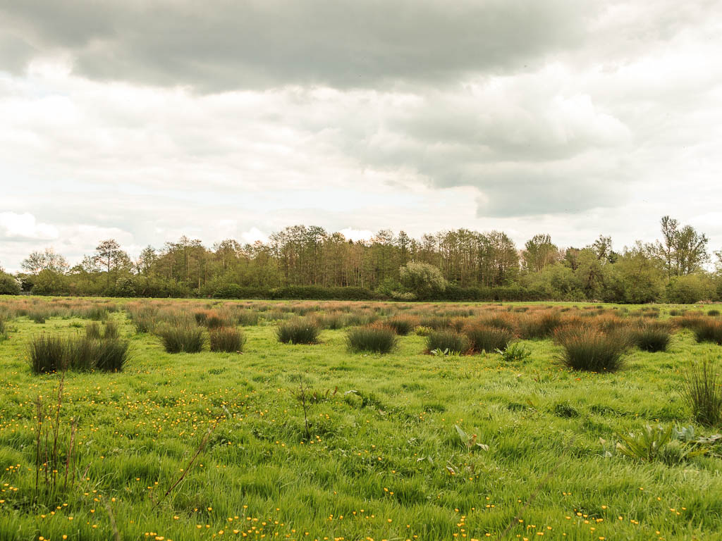 A large grass field with tufts of grass on the walk from the source to Cricklade.