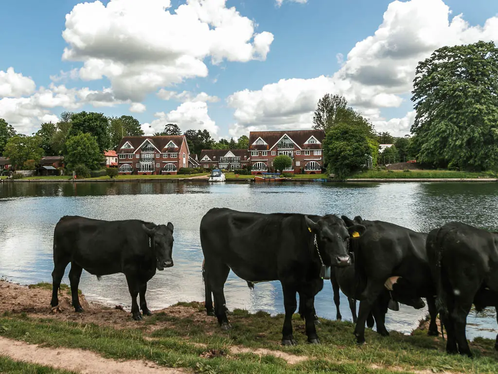 Black cows standing next to the river, on the walk between Marlow and Maidenhead. There are hoses and neatly cut lawns on the other side of the river.