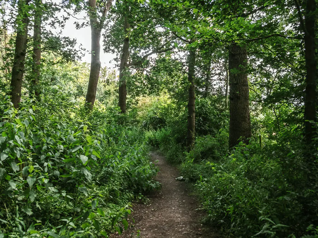 A dirt trail through the woods, and lined with green leafy bushes.