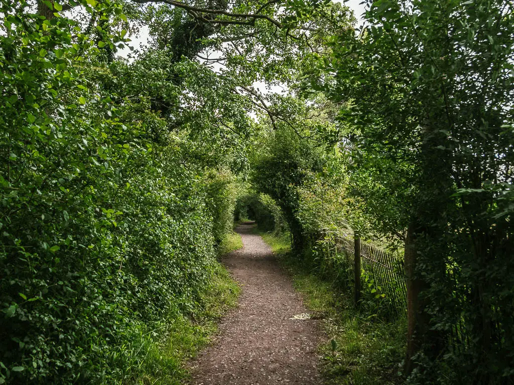 A dirt trail lined with tall bushes and trees, forming a trees tunnel ahead.