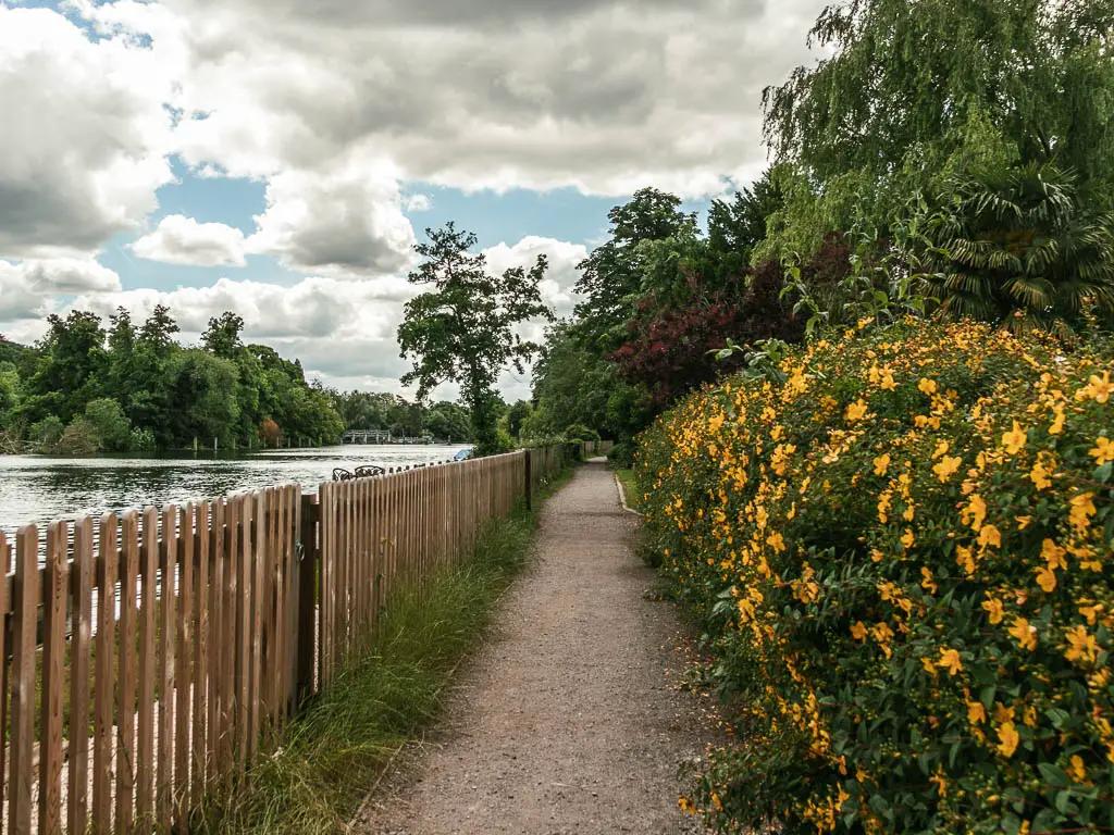 A path leading straight ahead, lined with yellow flower bushes on the right and a wooden fence on the left. The river is on the left side of the fence.