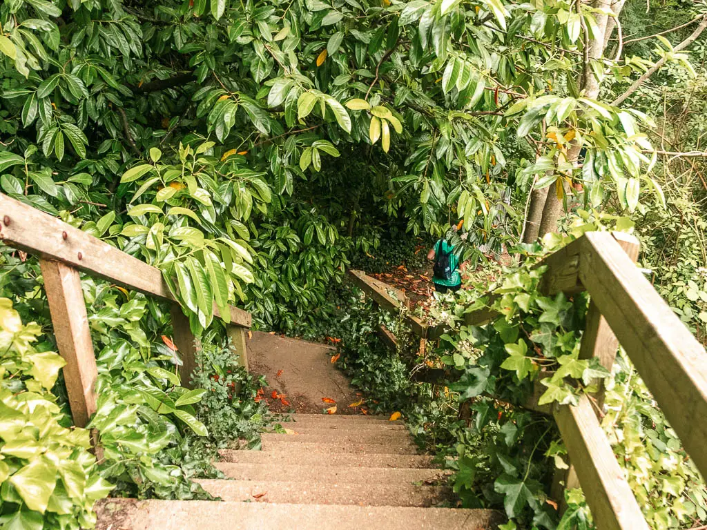 Looking down some steps which are partially engulfed by green leafy bushes.