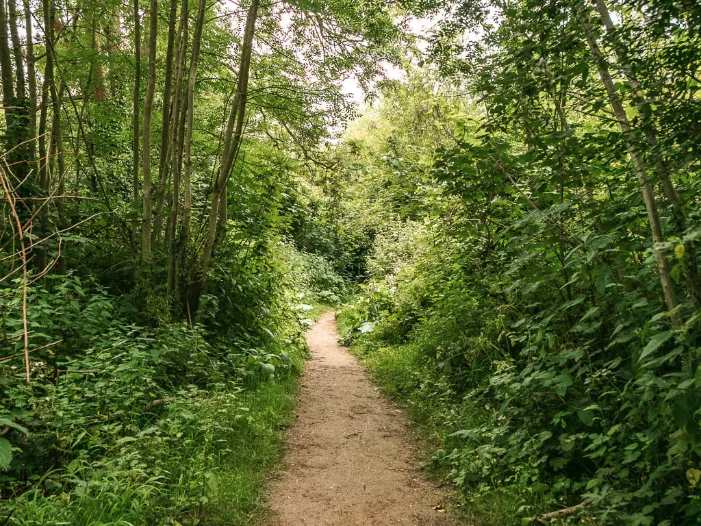 A dirt trail surrounded by green leafy bushes and trees.