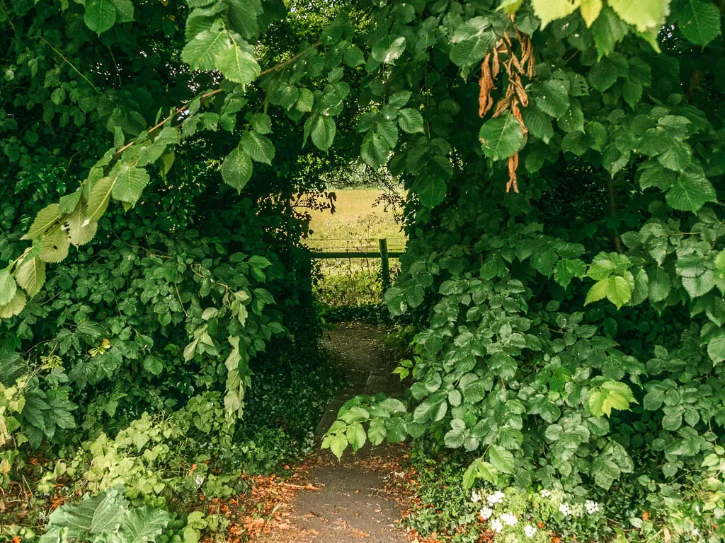 A trail leading through a gap in the green leafy bushes.