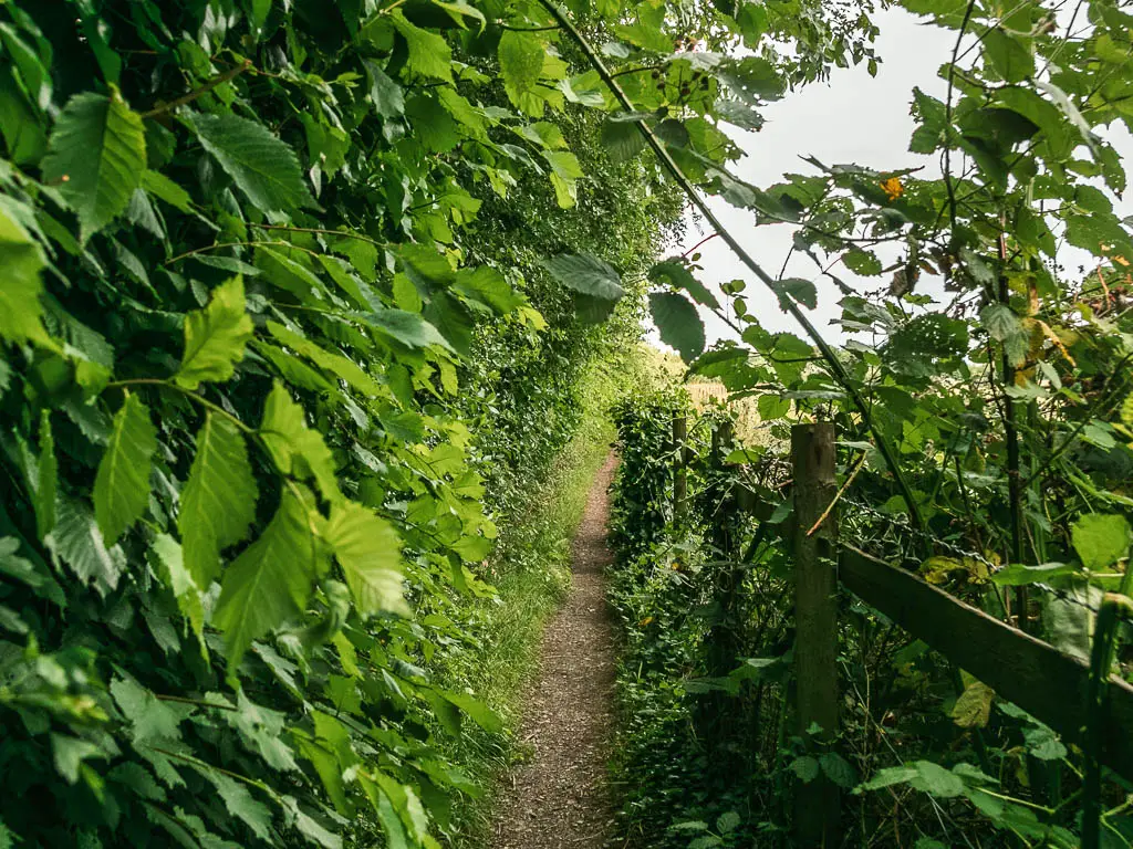 A narrow dirt trail lined with bushes on both sides, and a bit of wooden fence on the right.