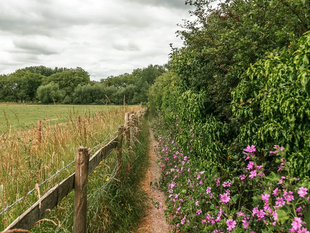 A narrow dirt trail with bushes and pink flowers on the right and a wooden fence and field to the left, on the walk from Windsor to Staines.