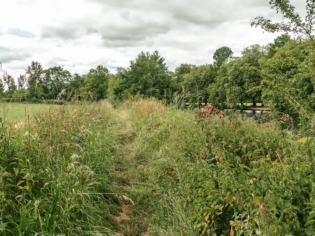 A barely visible trail leading through the tall overgrowth.