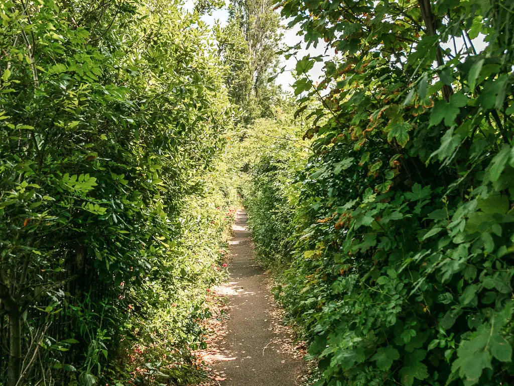 A narrow path lined with tall green leafy bushes at the start of the walk out of Windsor towards Staines.