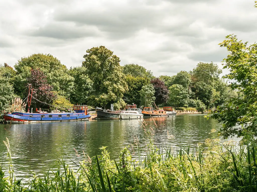 Looking over the tall grass and across the river to lots of boats moored to the other side, when walking from Windsor to Staines. There are lots of big leafy trees on the other side of the river.