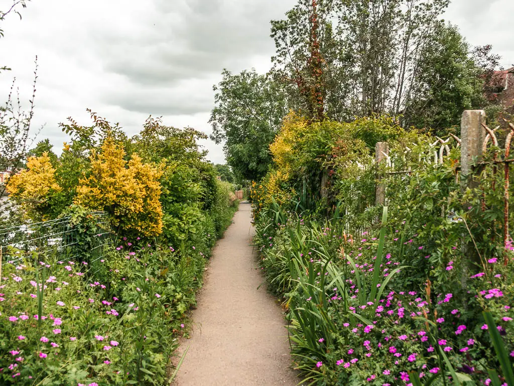 A narrow path lined with pretty flowers and bushes, when walking from Windsor to Staines.