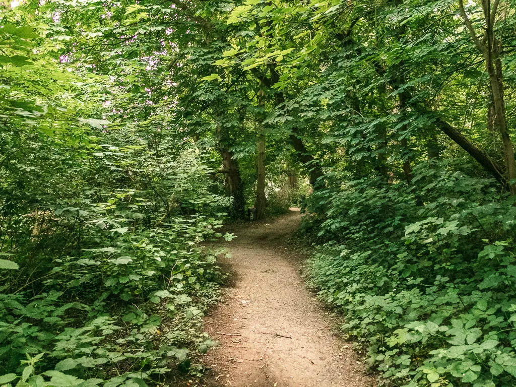 A dirt path lined with masses of green leafy bushes and trees, near the end of the walk from Windsor to Staines.