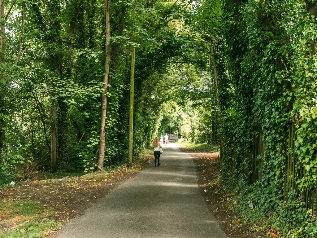 A wide road path leading ahead lined with tall trees. There is a person walking ahead.