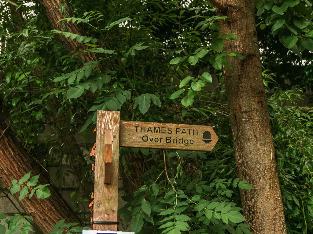 A wooden Thames Path sign in front of the green leaves of the trees, pointing right.