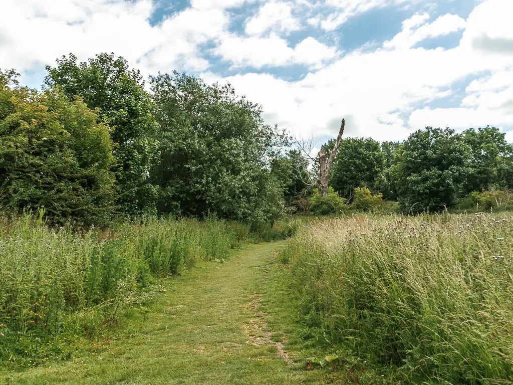 A grass trail surrounded by the tall grass of the meadow with trees ahead and to the left.