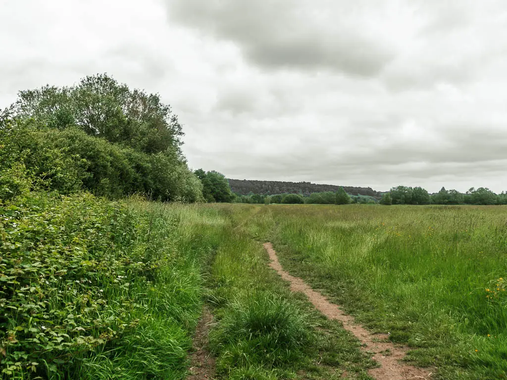 A narrow trail leading through the grass meadow. There are bushes running along the left side.