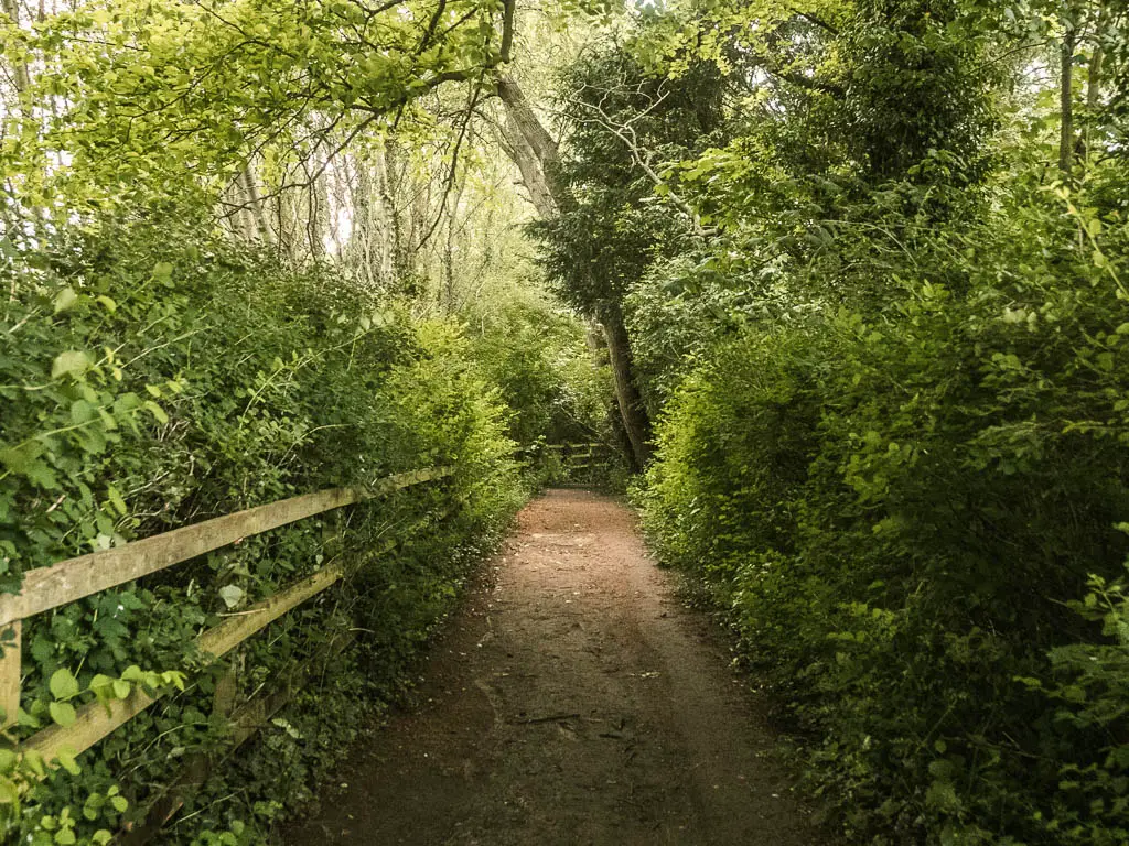 A dirt trail lined with green bushes, and a wooden fence on the left side.