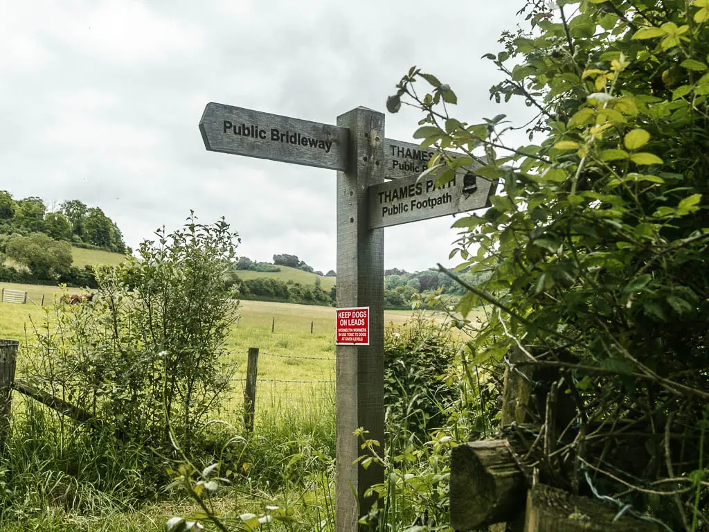 A wooden trail signpost partially hidden by bush leaves. The sign pointes back and right for the thames path, and left for the public bridleway. There is a grass fields behind the sign.