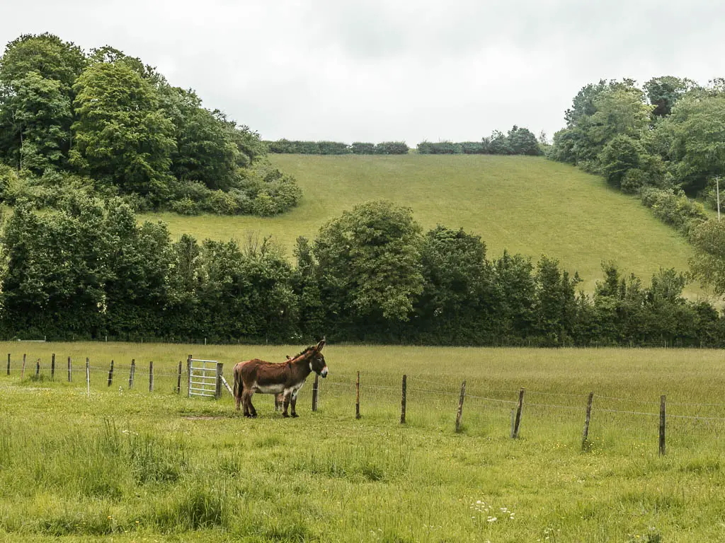 A donkey in a field next to a wire fence with a big hill field lined with trees on the other side, partway through the walk from Goring and Streatley to Reading.