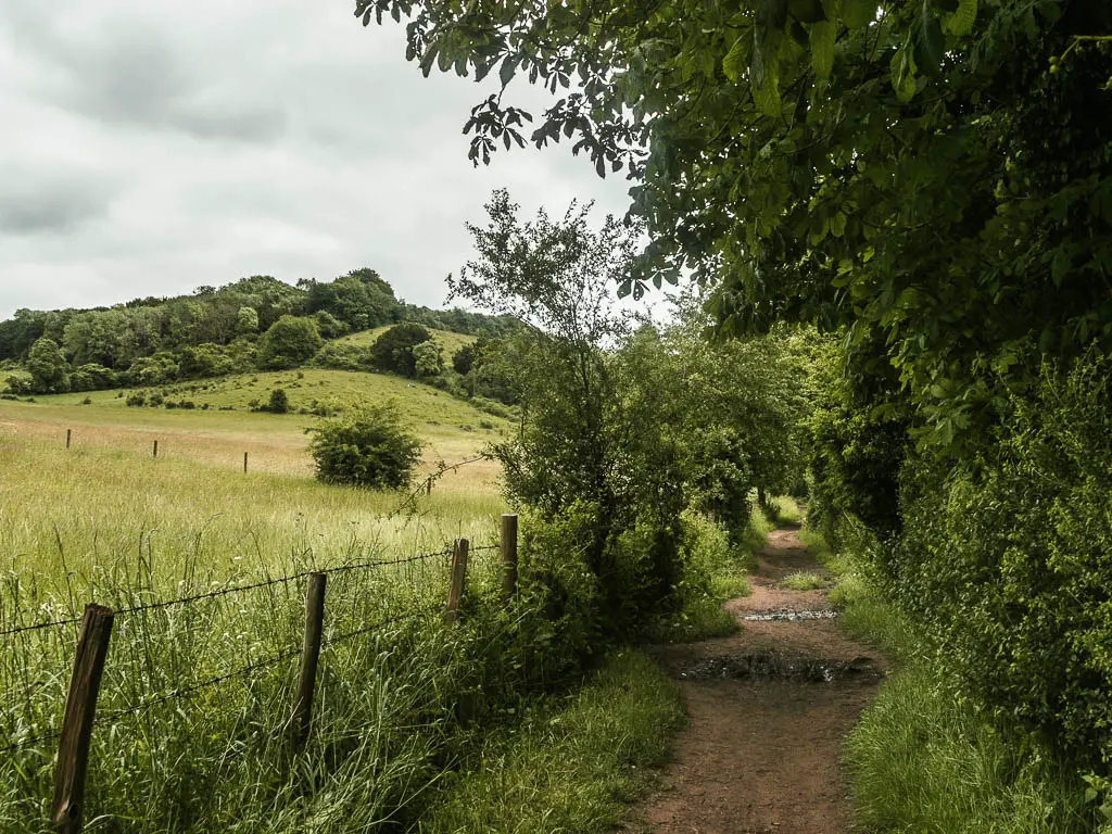 A dirt trail on the right, wire fence on the left, with tall grass meadow on the other side, on the walk from Goring and Streatley to Reading. There is a tree covered grass hill ahead to the left. There are bushes and trees to the right of the trail.