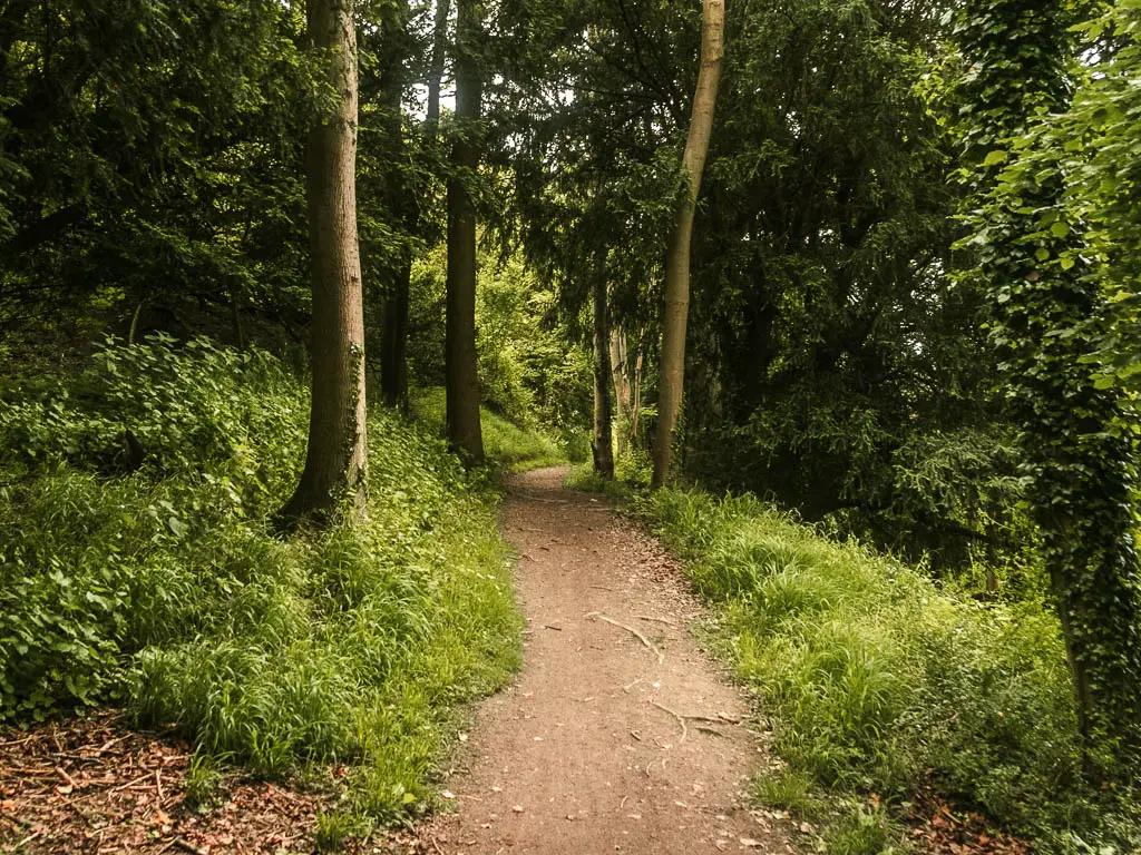 A dirt path leading ahead, lined with grass, bushes and trees.