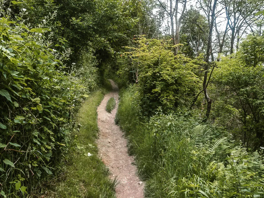 A dirt trail leading uphill, lined with masses of bushes and trees.