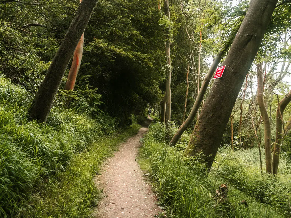 A dirt path leading ahead, lined with tall grass, and big tree trunks leading to the right, when walking from Goring and Streatley to Reading.