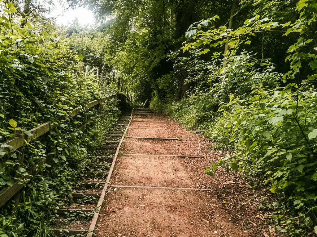 An uphill dirt path with small steps on the left side, and lined with bushes.