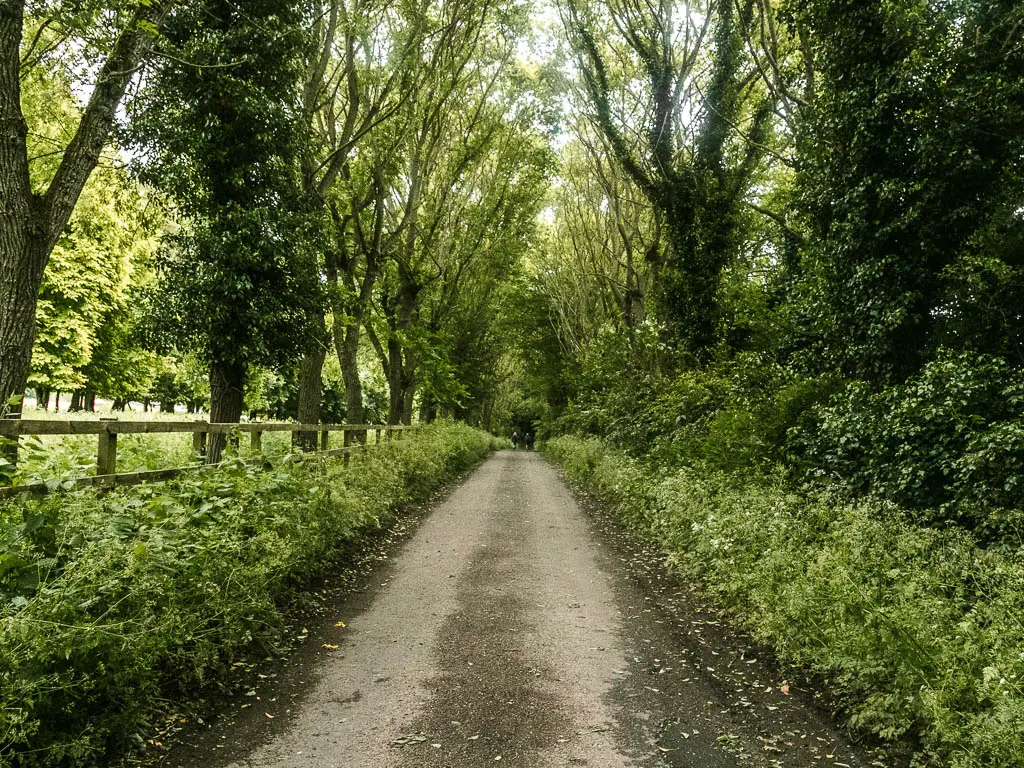 A road leading straight, lined with bushes and trees on both sides, and a wooden fence on the left side.