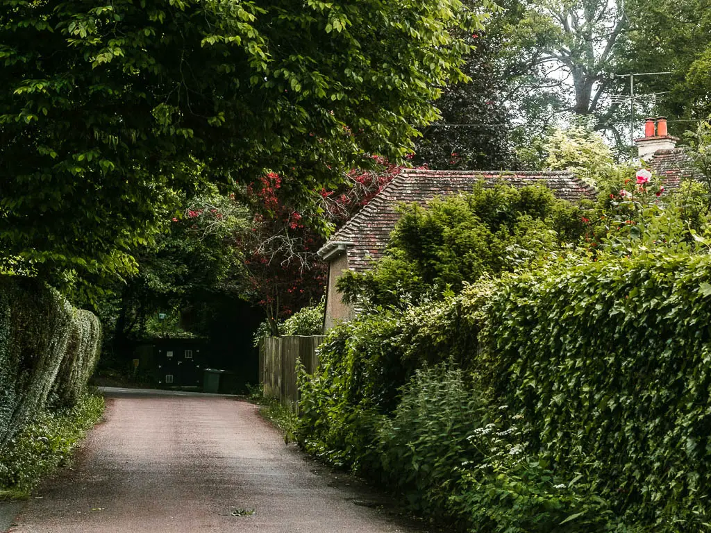 A road leading ahead, lined with hedges on the right side a a partially hidden house. There are big trees overhanging the road ahead.