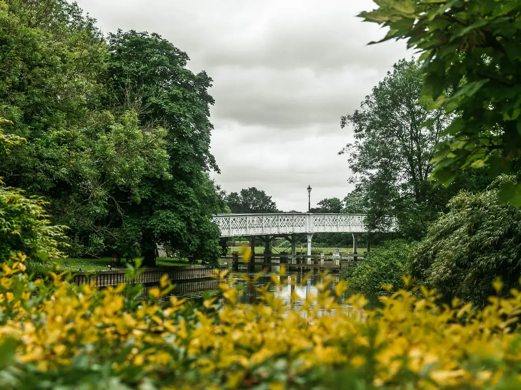 Looking over the yellow flowers to a white brush over there river ahead. There are masses of green leafy bushes and trees on both sides of the bridge.