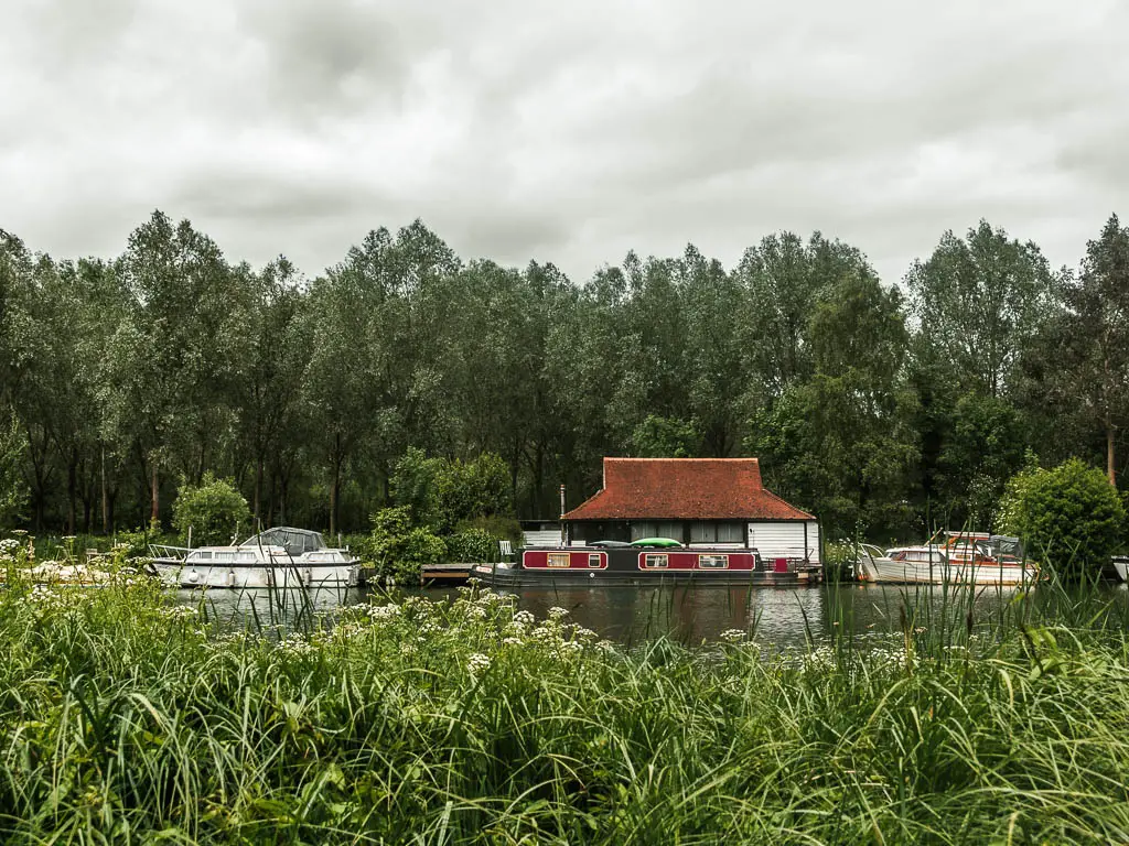 Looking over the tall grass to the river, and some beast moored to the other side. There is a building on the other side of the river and a row of big trees.