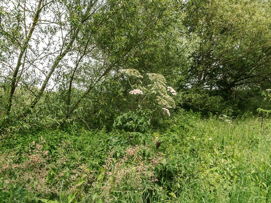 A mass of bushes, tall grass, and trees.