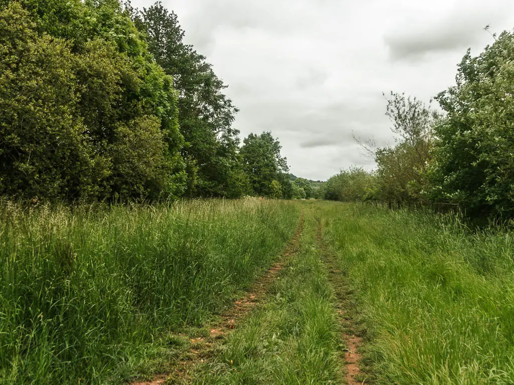 Dirt trails leading through the tall grass, with big trees to the left.
