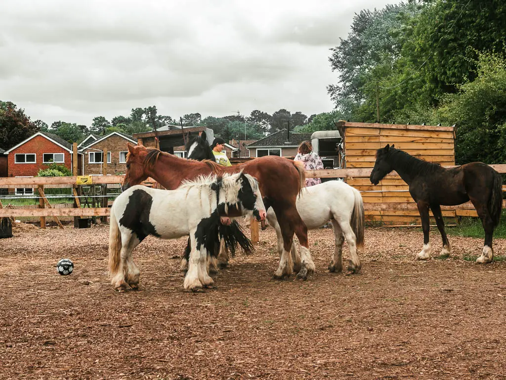 A group of horses in brown, white and black.