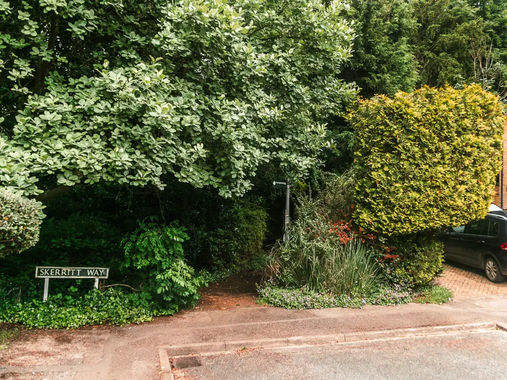 Looking across the road to a mass of bushes and trees with a trail leading into them.