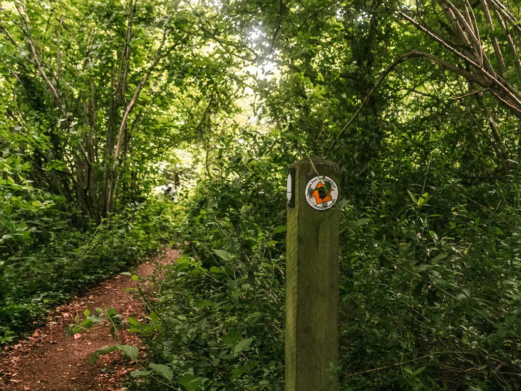 A wooden trail sign on the right with an orange arrow pointing ahead along the dirt trail. The trail is surrounded by messy bushes.
