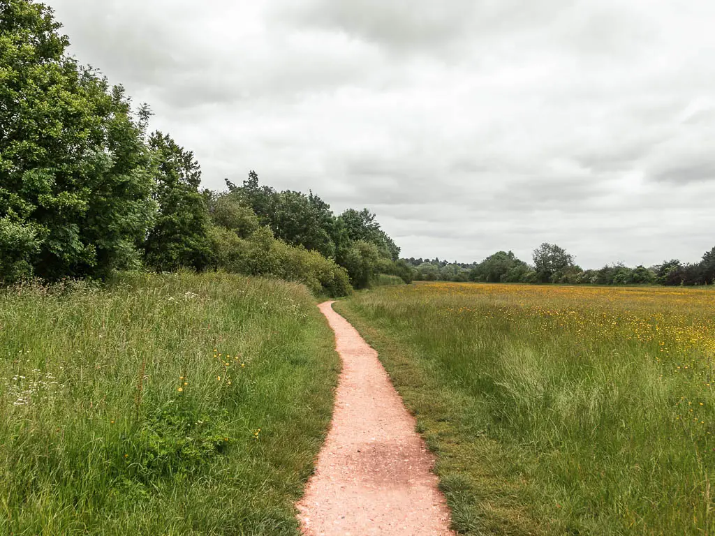A neat path leading ahead through the tall green grass meadow. There are yellow buttercups on the right, and trees on the left.