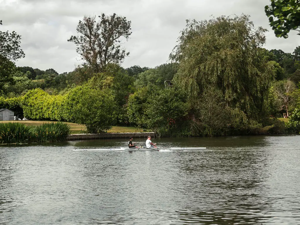 Two rowers in the river, and trees and bushes on the other side.