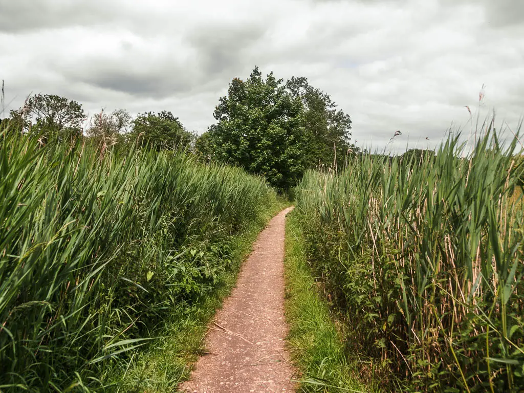 A narrow path leading through the tall grass near the end of the walk from Goring and Streatley to Reading.