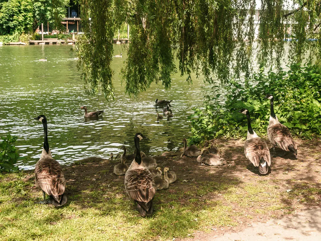 Geese and baby geese on the grass bank next to the river.