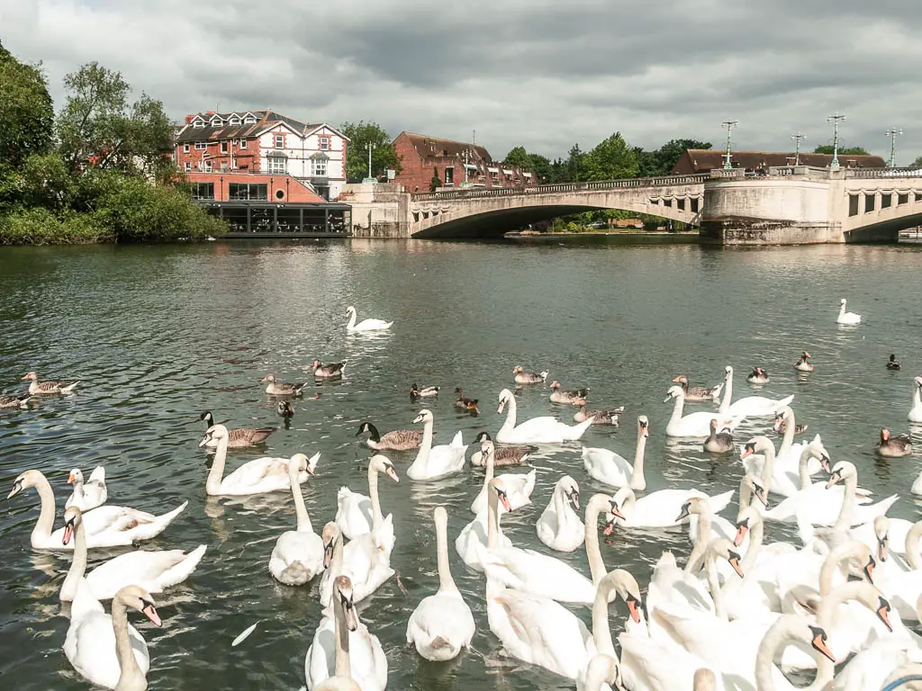 A mass of white swans in the river, at the end of the walk from Goring and Streatley to Reading. There is a bridge ahead to the right, crossing the river. There are buildings on the other side.