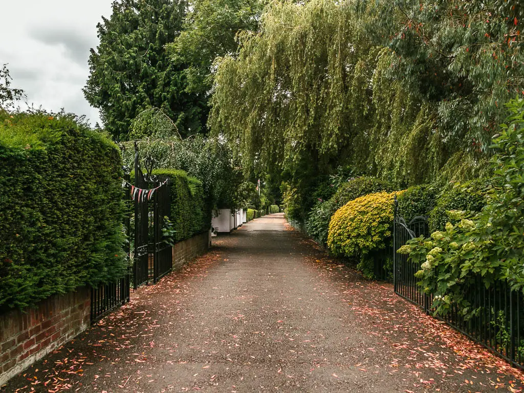 A wide road lined with bushes, hedges and trees. There are a few orange trees on the ground.