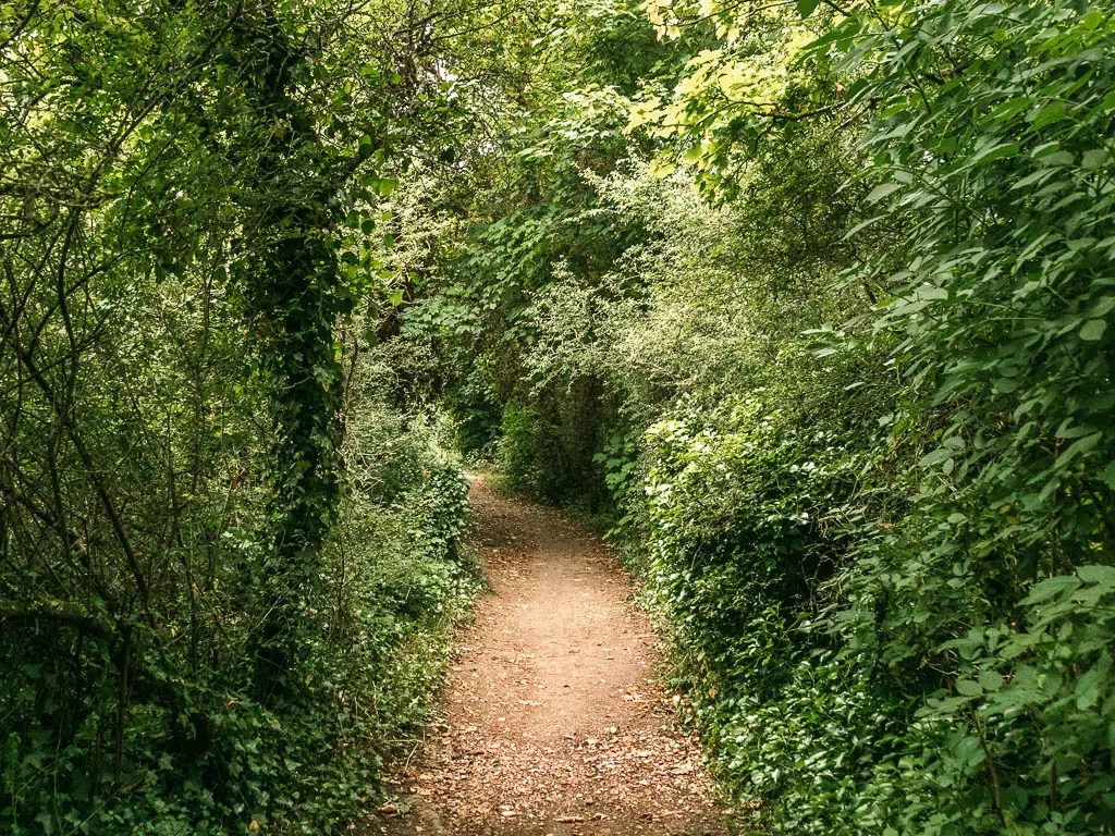 A dirt path lined with masses of bushes and trees when walking from Maidenhead to Windsor.