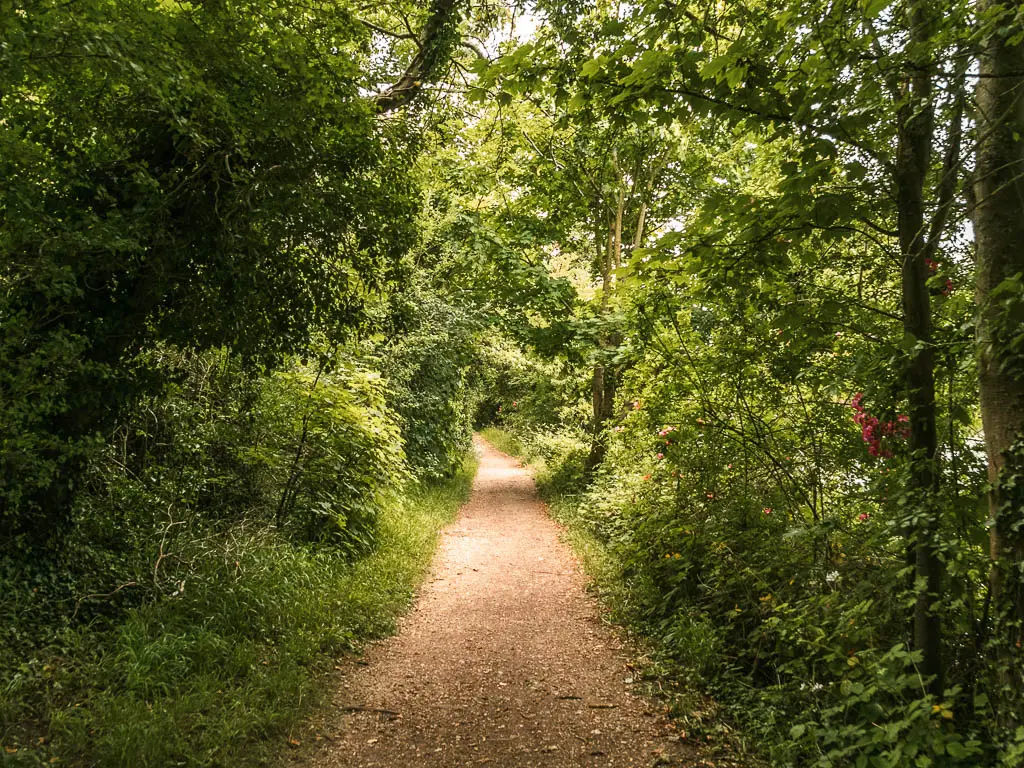 A dirt path leading straight ahead, lined with bushes and trees. There is light shining down through the trees ahead.